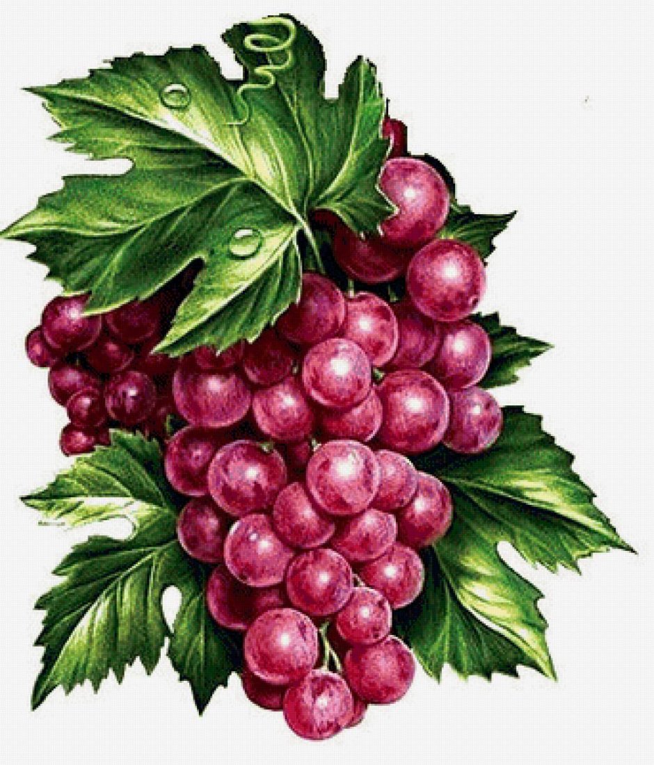 Гроздь винограда рисунок