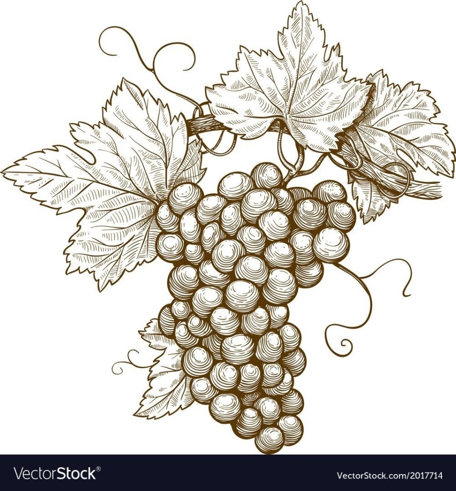 Виноградная лоза coreldraw