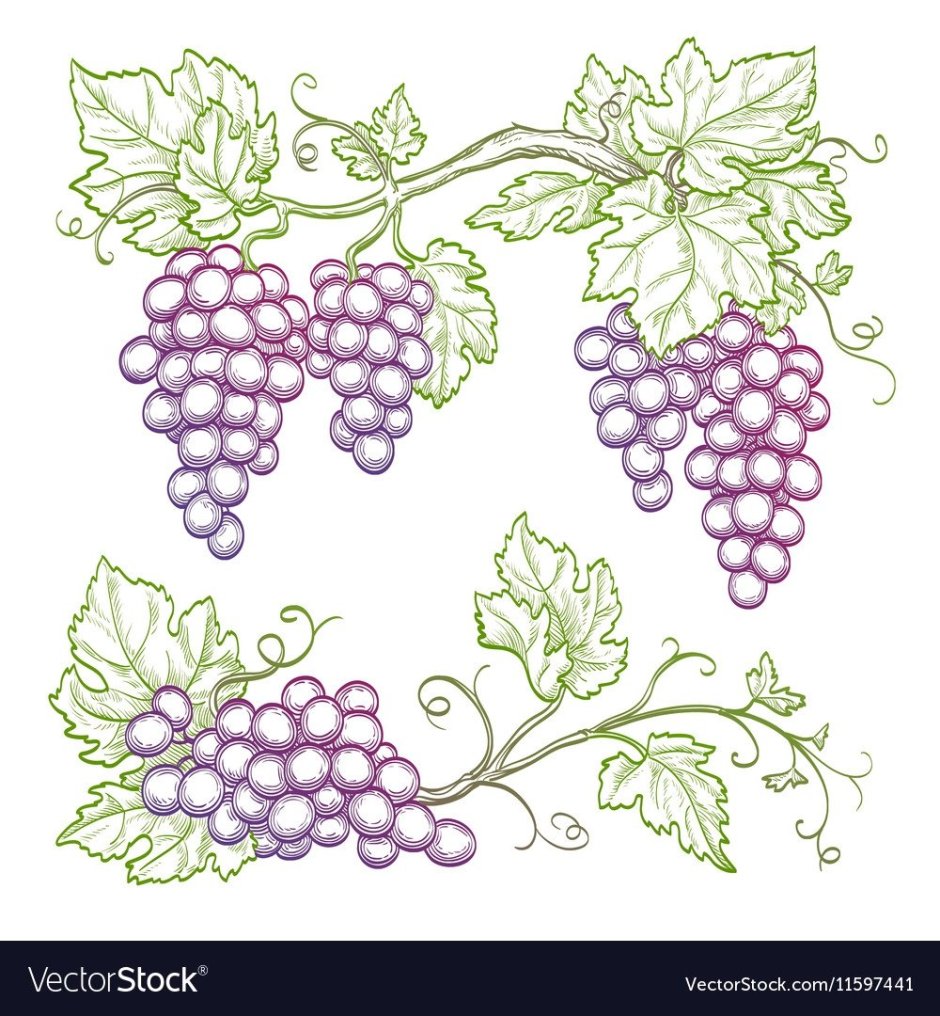 Виноград рисунок
