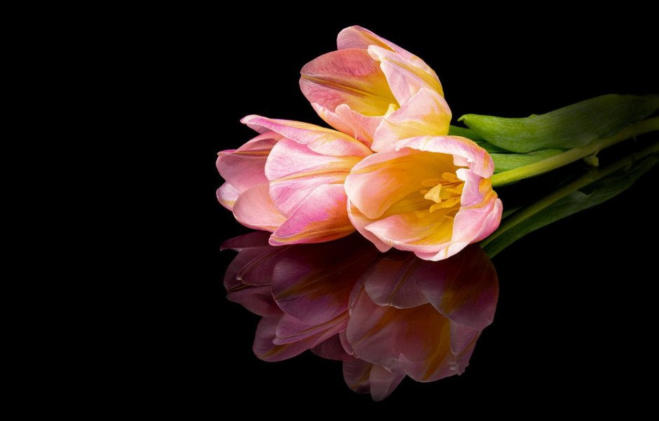 Темно розовые тюльпаны