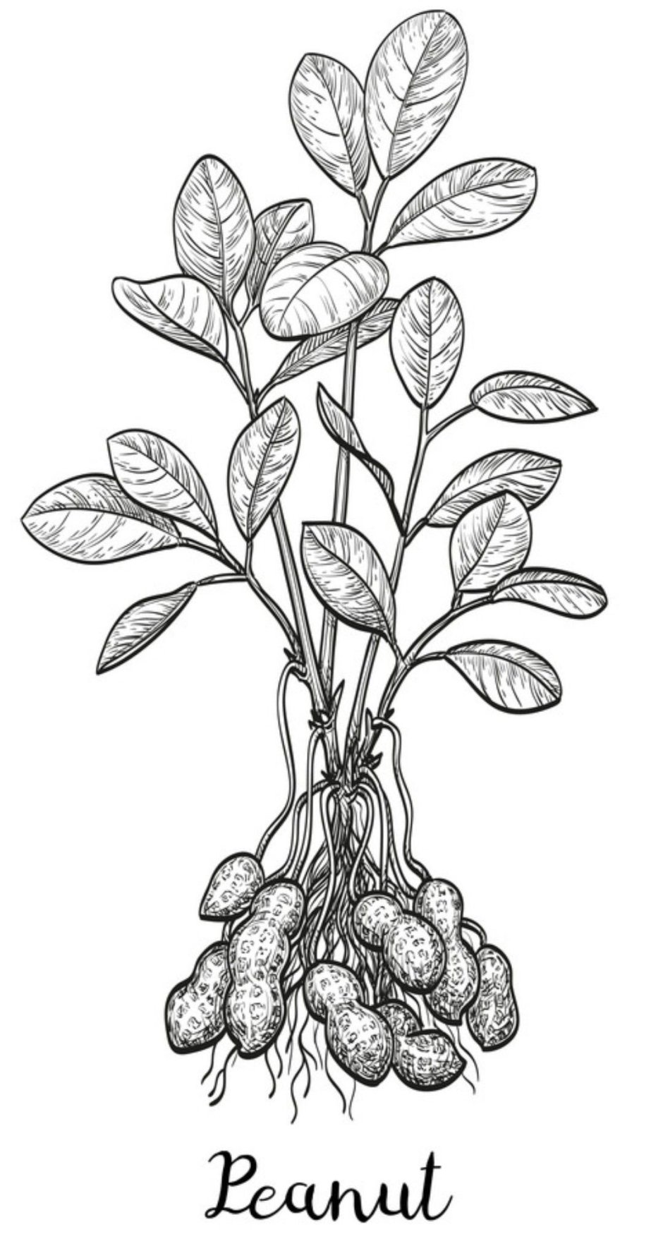 Арахис растение