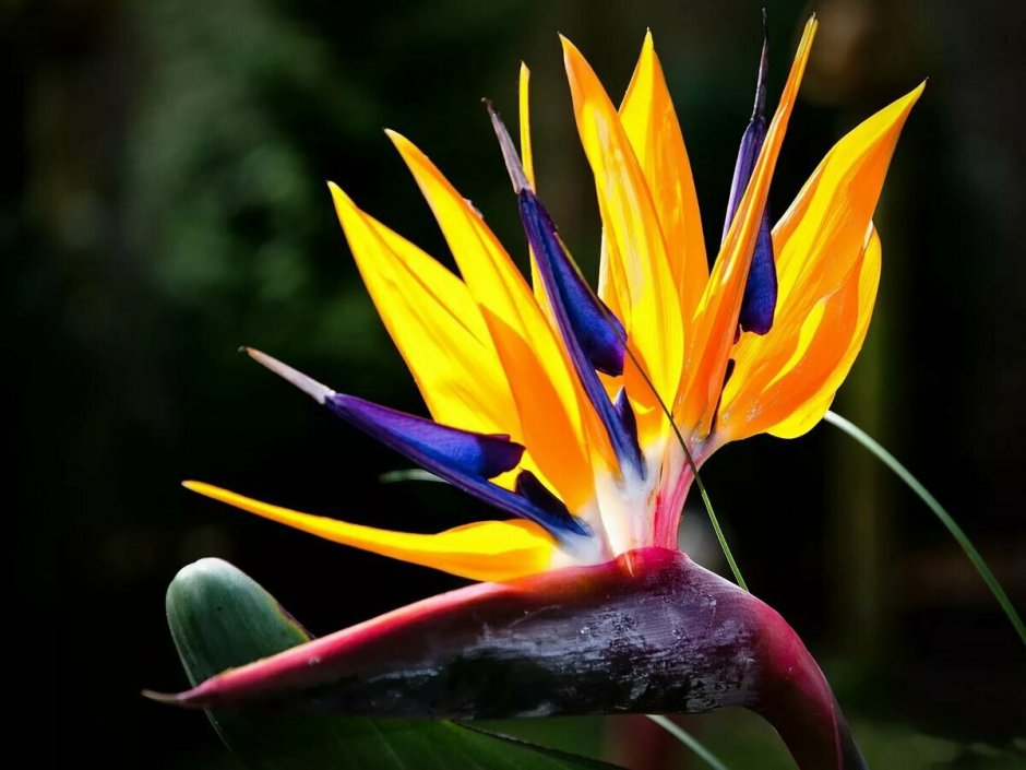 Цветок Стрелиция Королевская Райская птица
