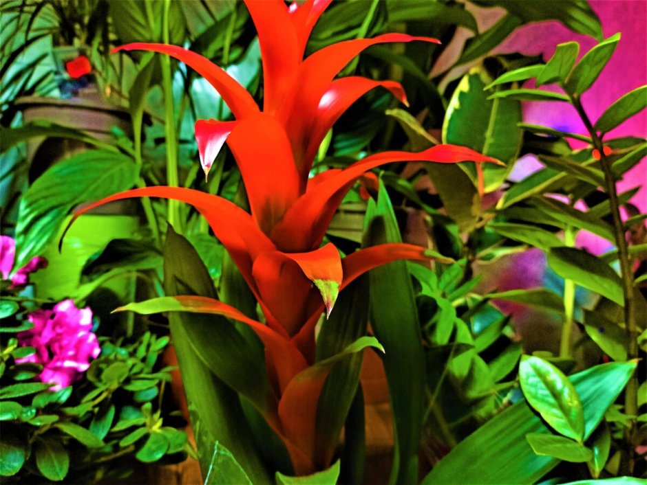 Пангасиус цветок