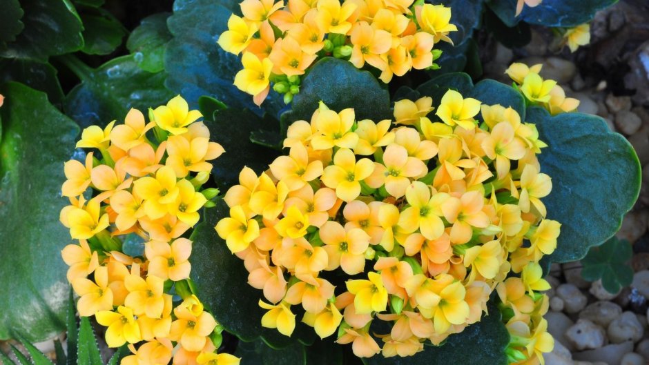 Каланхоэ желтый цветок