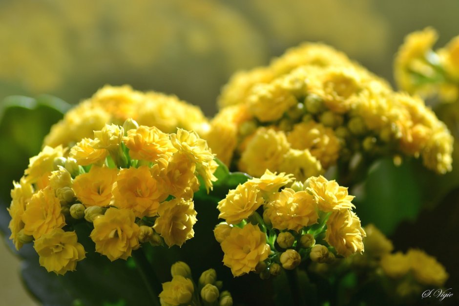 Каланхоэ с желтыми цветочками