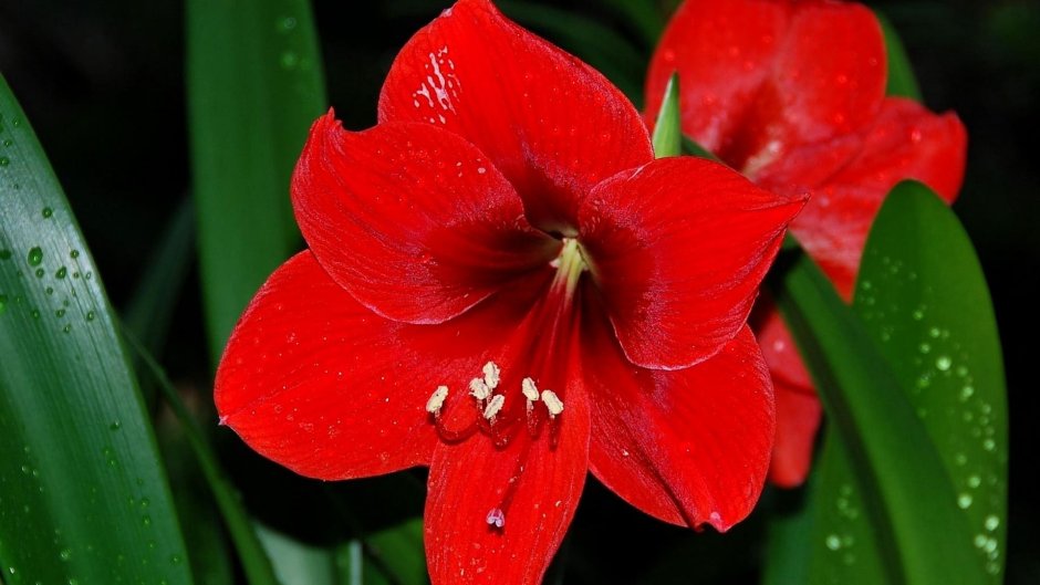Амариллис цветок