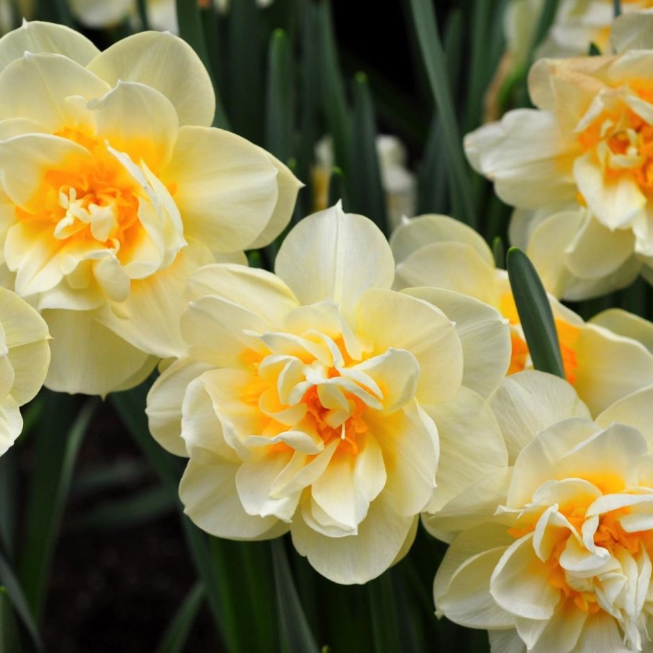 Нарцисс цветок пионовидный