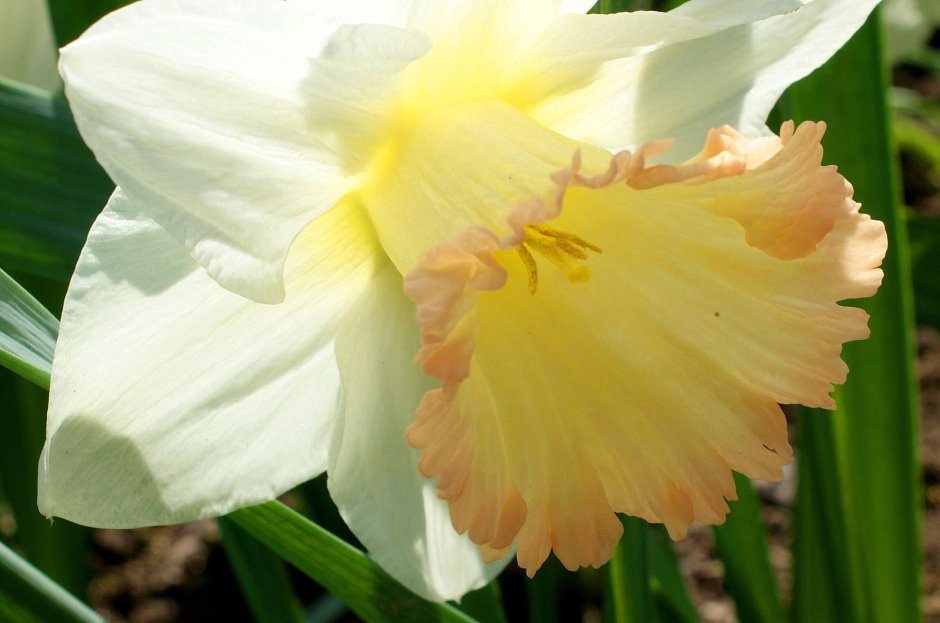 Нарцисс цветок комнатный