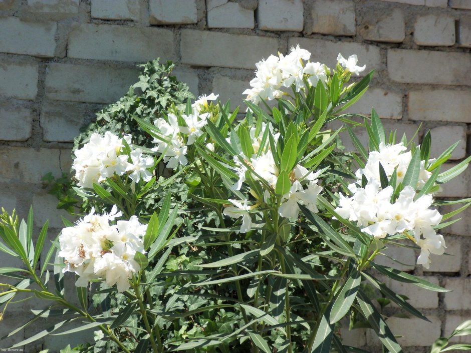 Олеандр цветок горный белый