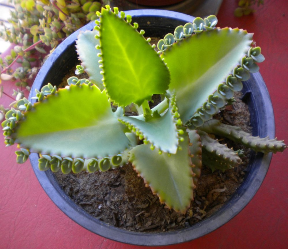 Каланхоэ пильчатолистное (Kalanchoe serratifolium)