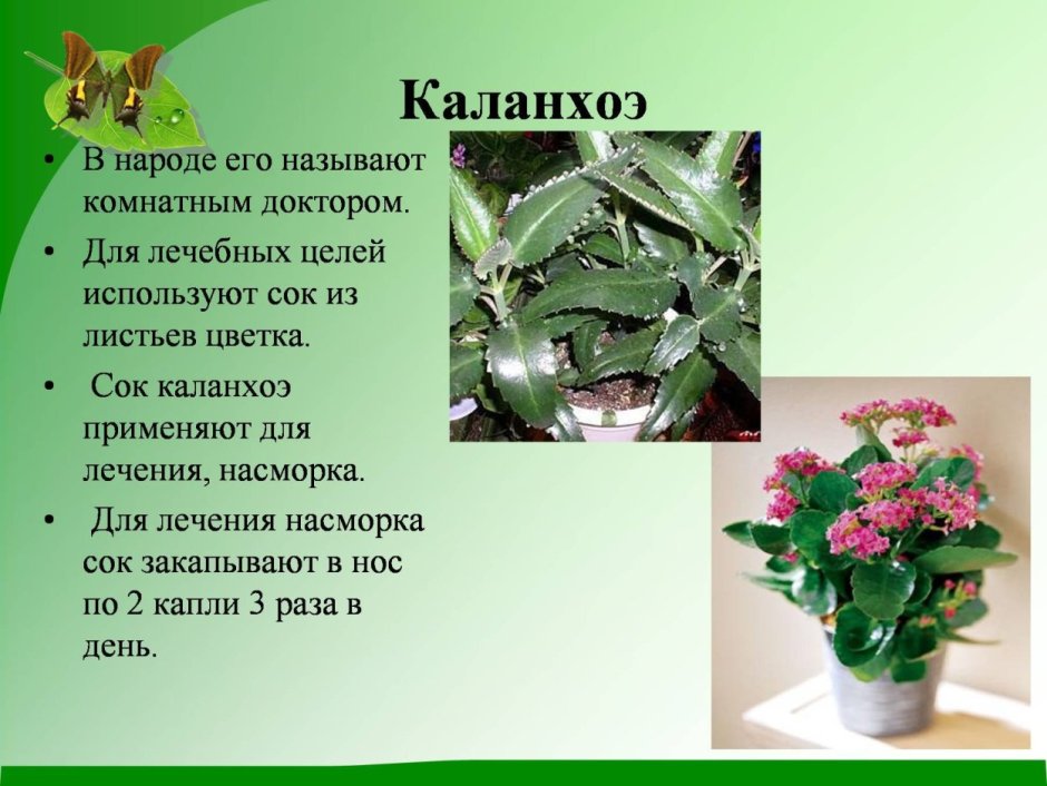 Каланхоэ лечебное растение комнатное