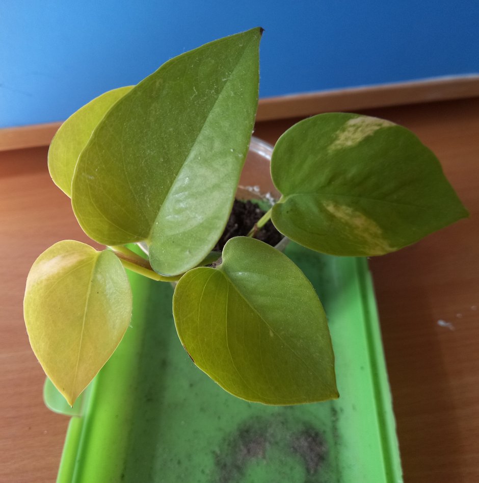 Лимонник растение домашнее