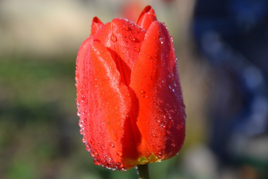 Стронглав тюльпан