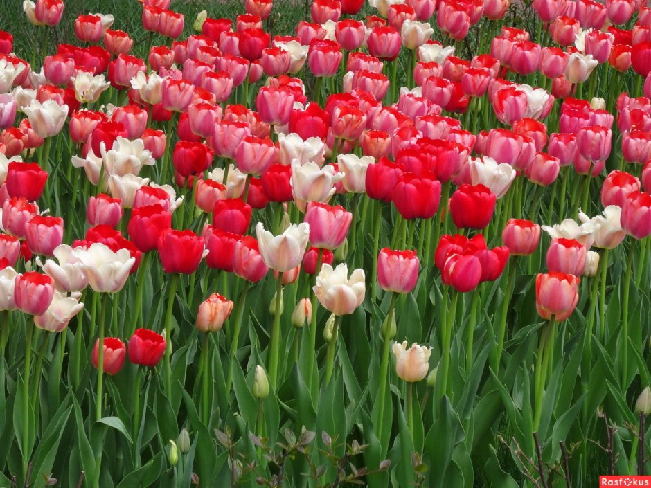 Парк Царицыно тюльпаны