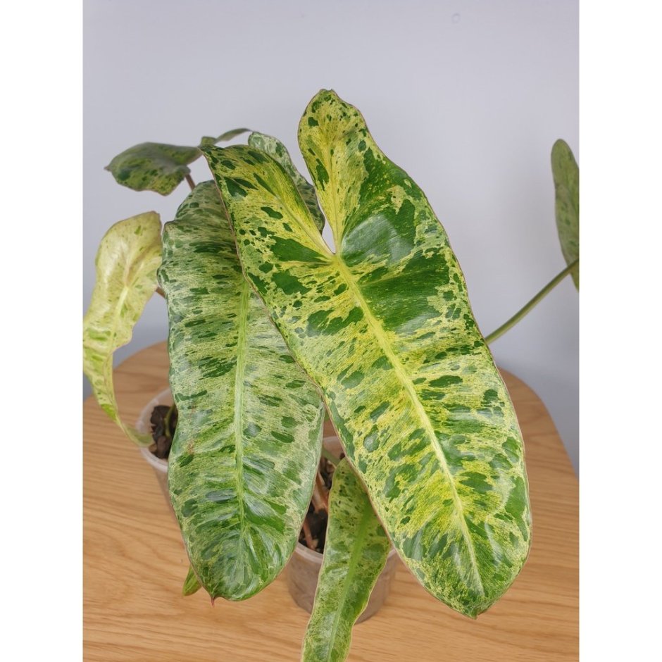 Philodendron Congo Red Yellow variegated