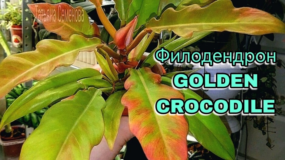 Филодендрон золотой крокодил