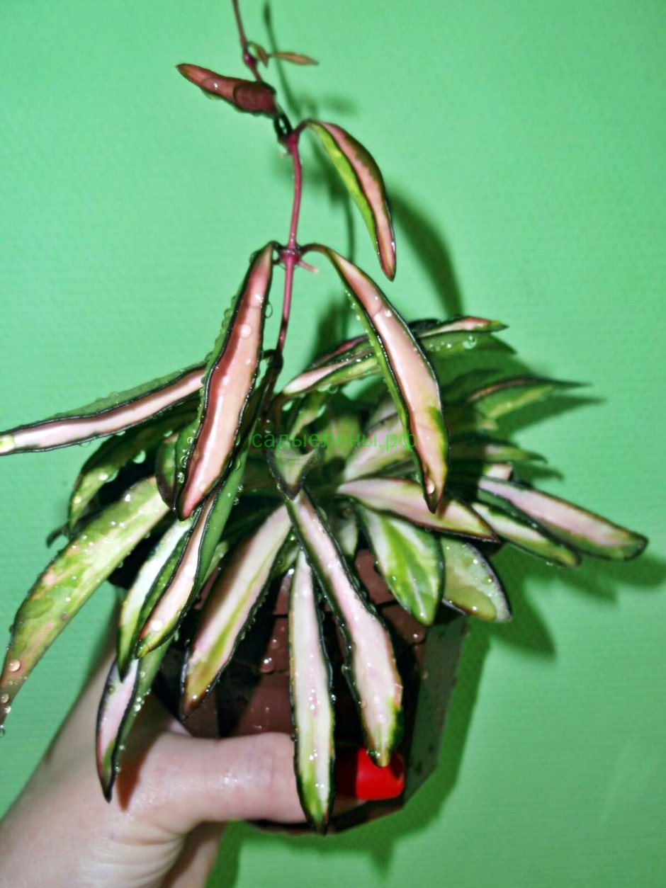 Хойя kentiana variegated