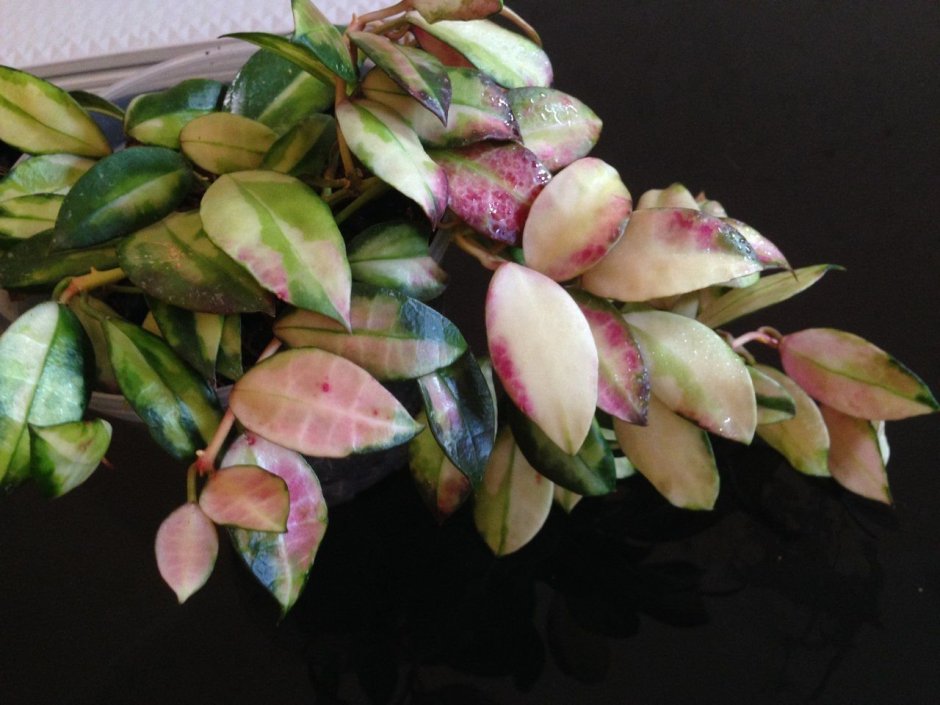 Hoya walliniana variegata