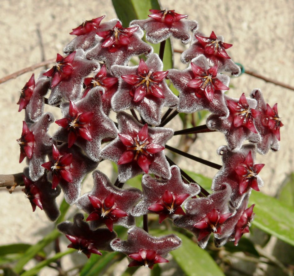 Хойя kentiana variegata