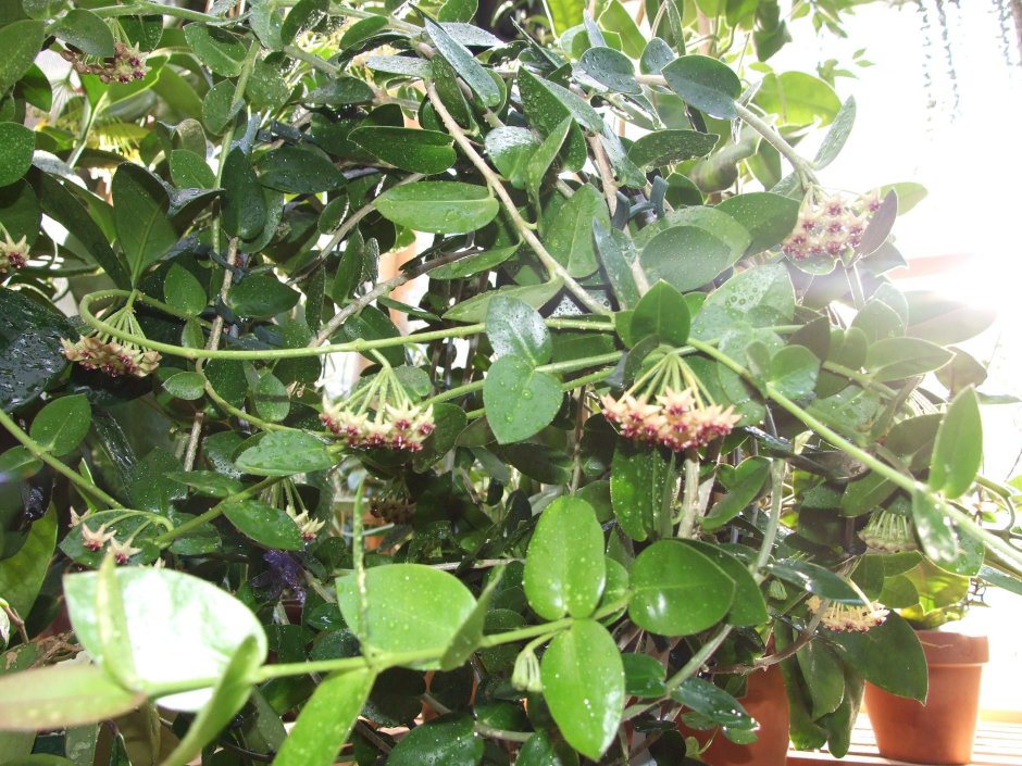 Хойя, densifolia кумингиана