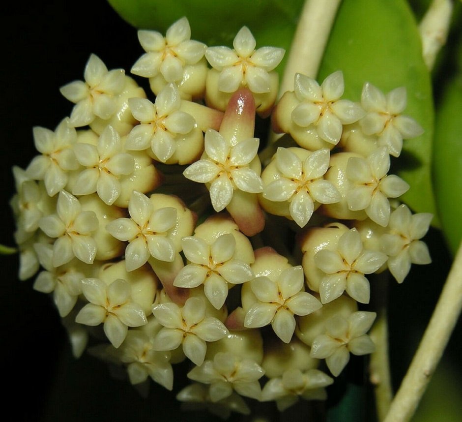 Hoya crassicaulis