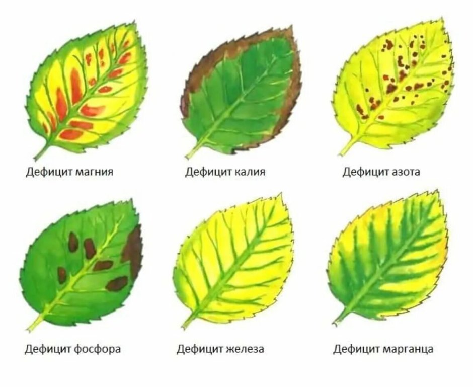 Недостаток элементов питания у растений по листьям