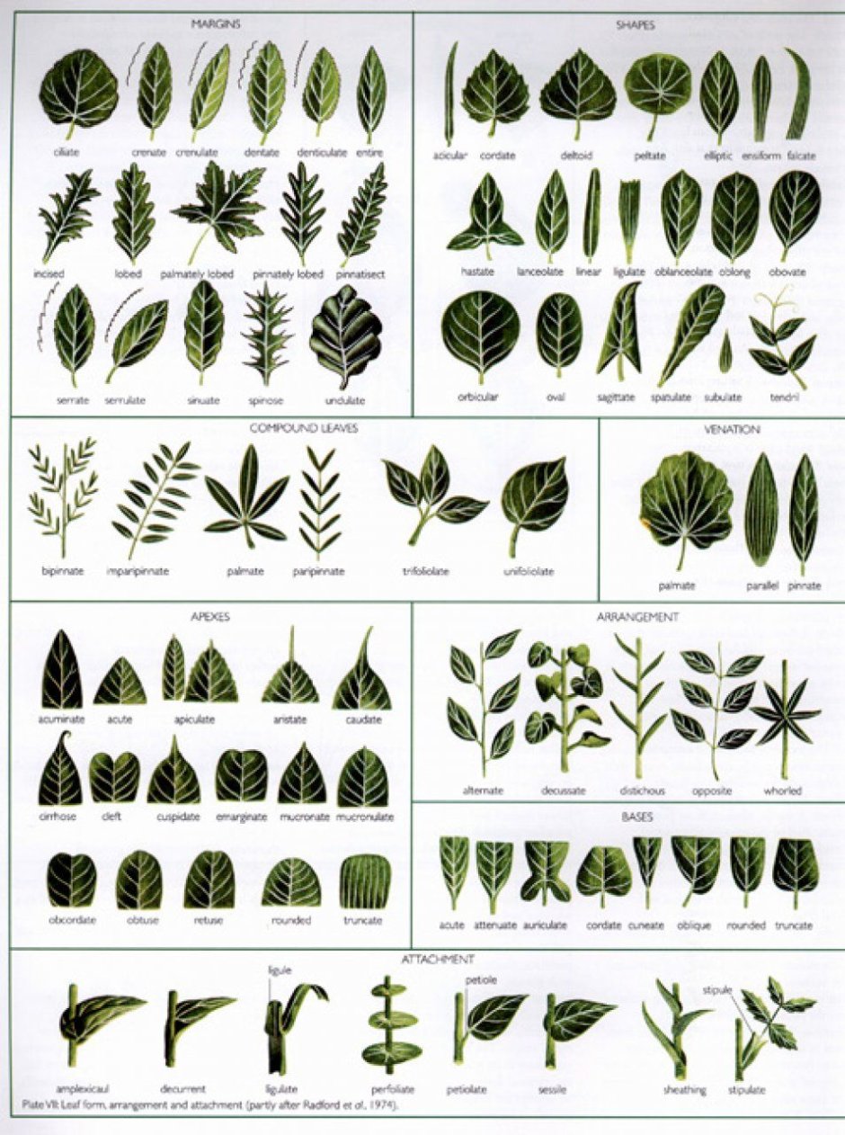 Названия растений по листьям