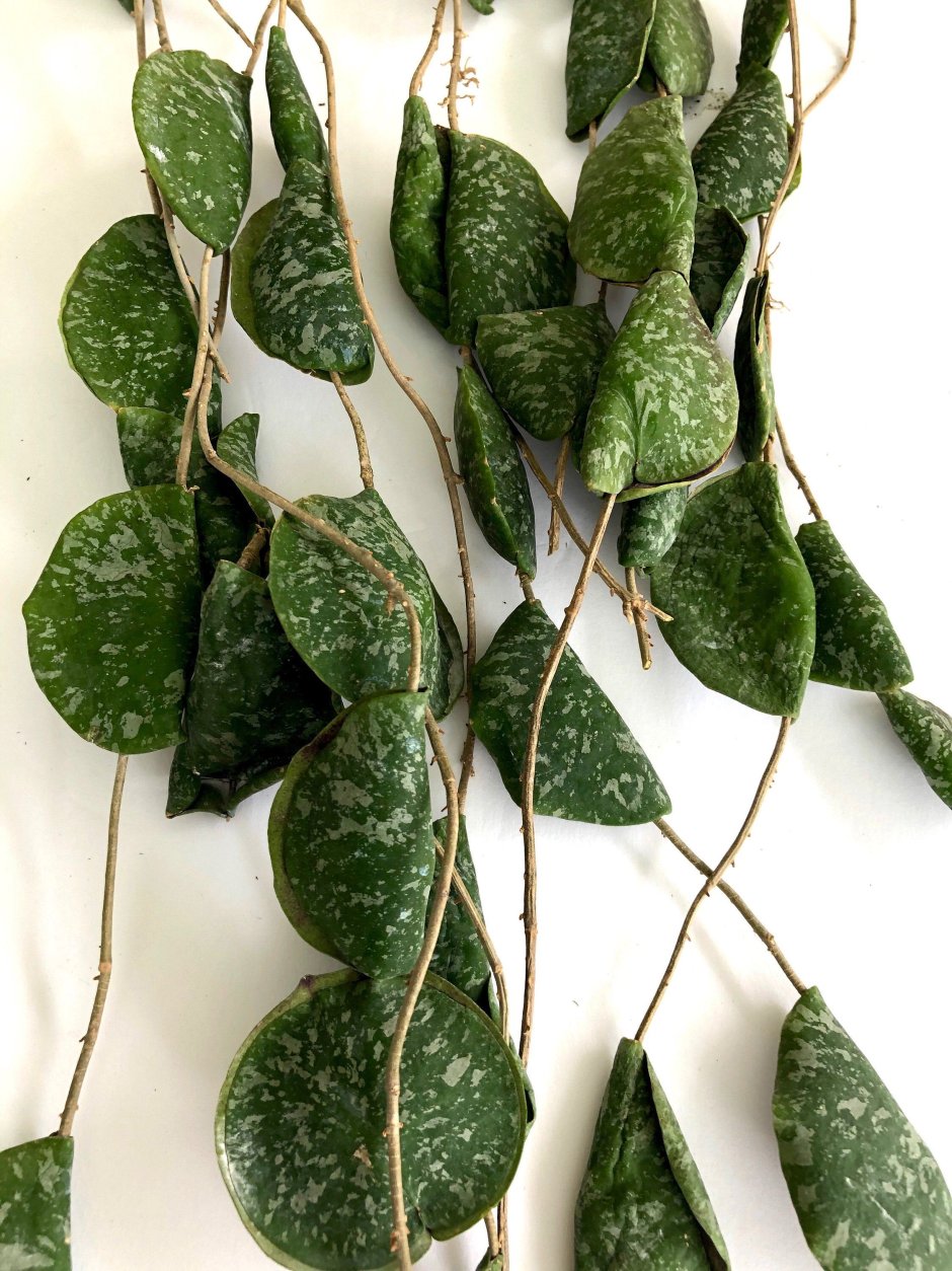 Хойя имбриката (Hoya imbricata