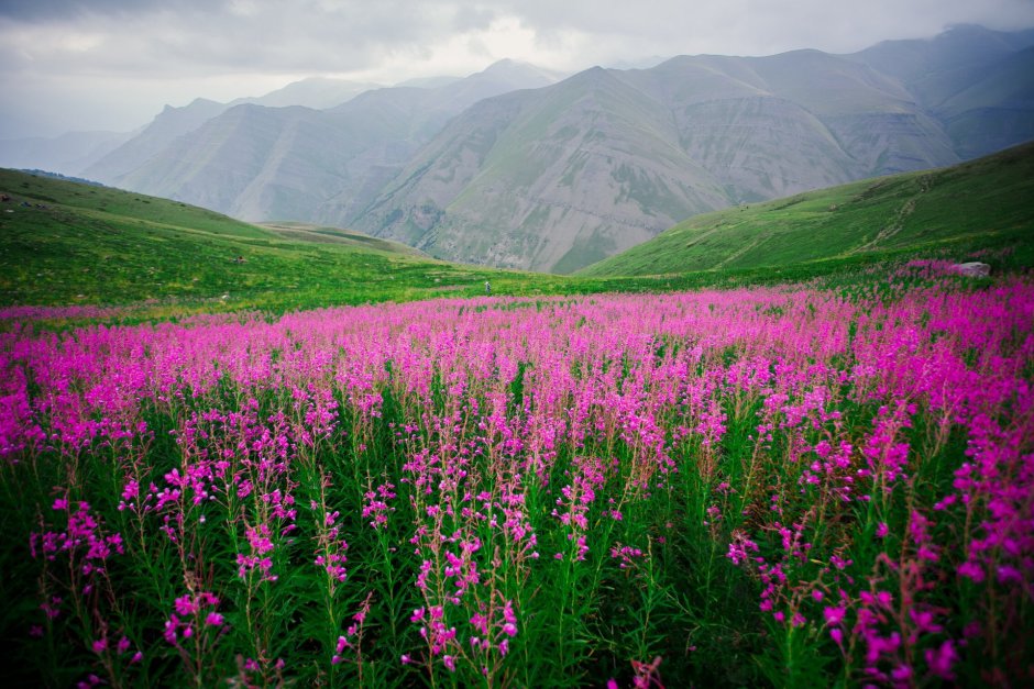 Высокогорный Дагестан растительный мир