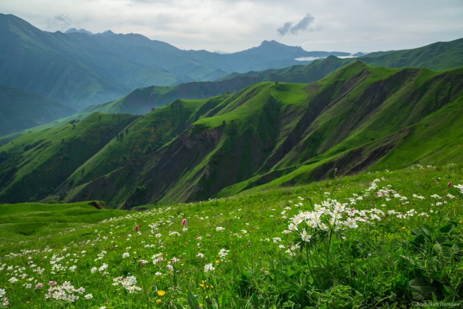 Горные цветы Чечни