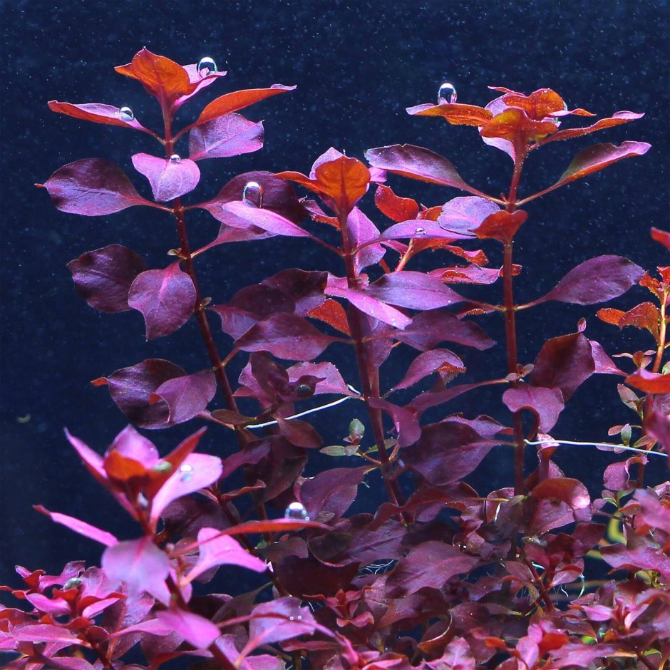 Красные аквариумные растения