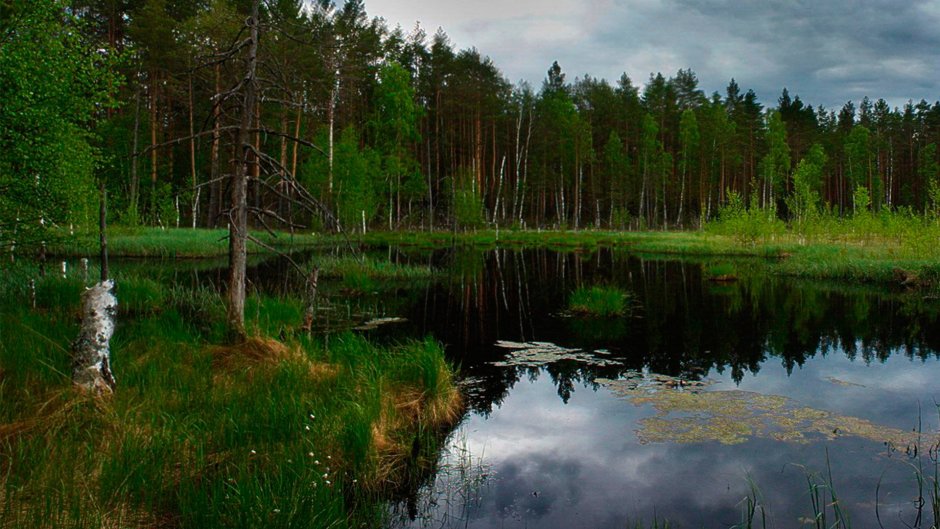Мордовский национальный парк Смольный лес