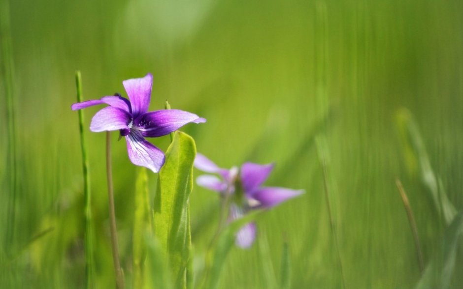 Зеленая трава фиолетовые цветы бабочки