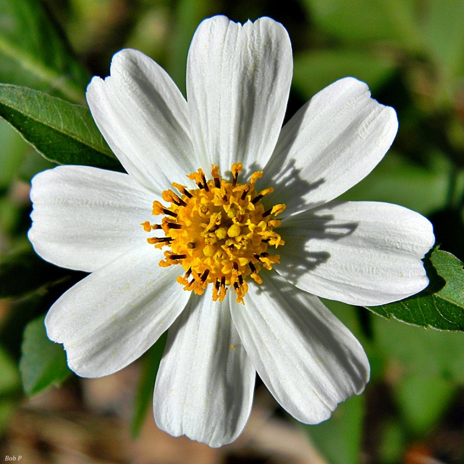 Биденс Альба цветок