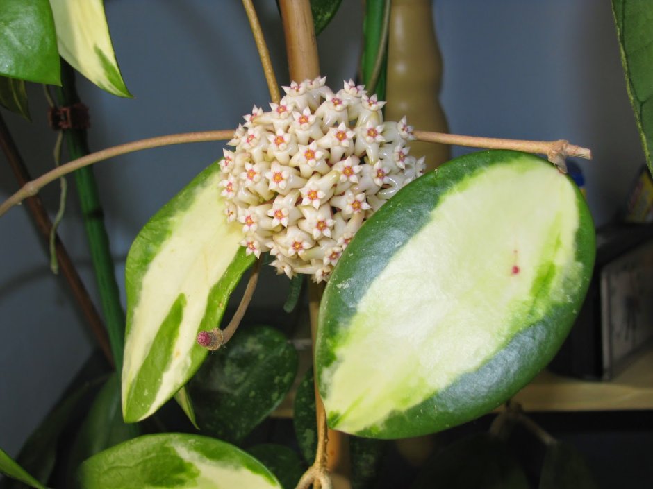 Хойя parasitica variegata