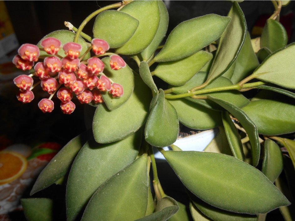 Хойя tsangii variegata