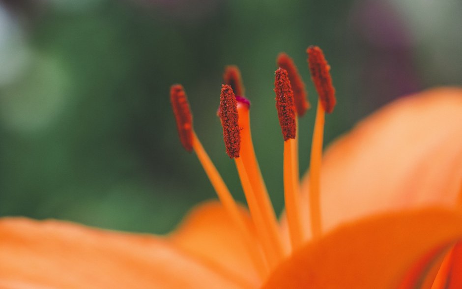 Тычинка цветка