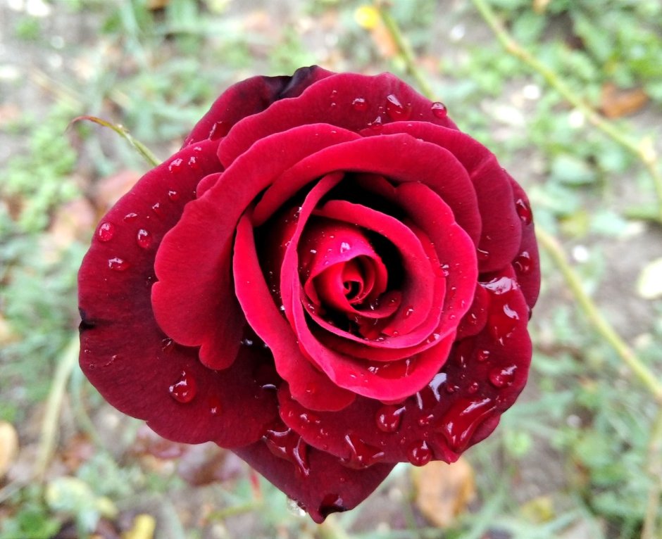 Бархатные розы с каплями росы