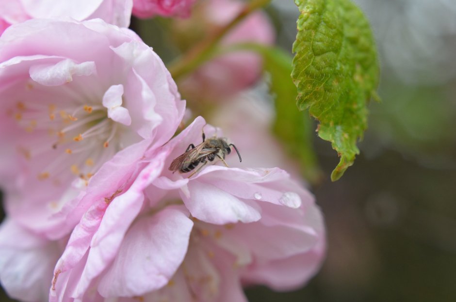 Шиповник цветет пчелы