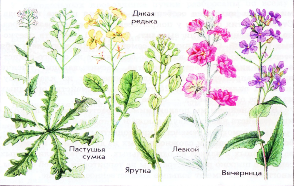Растения семейства крестоцветных
