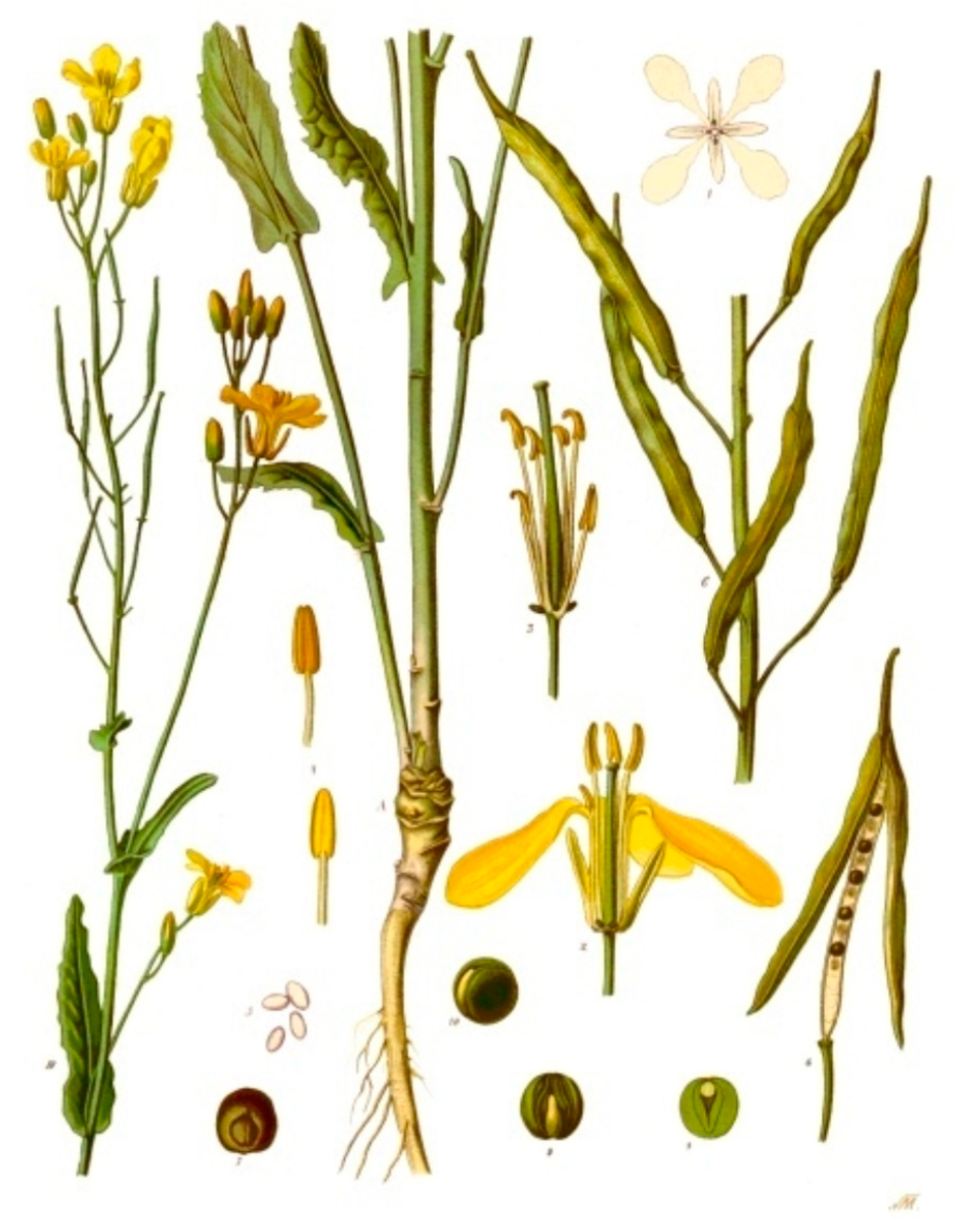 Brassica napus Oleifera