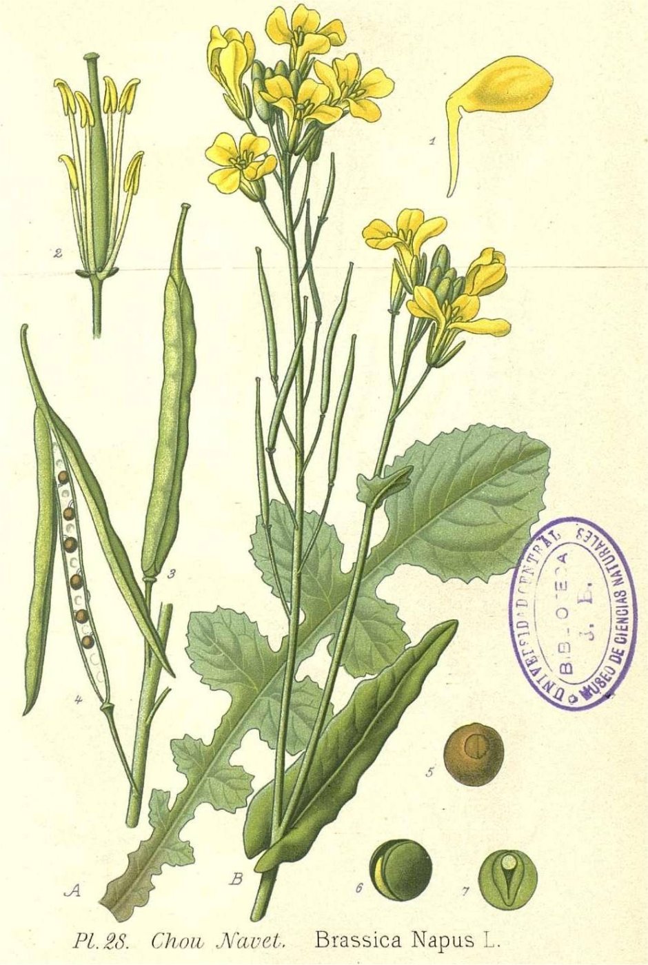 Brassica napus picture