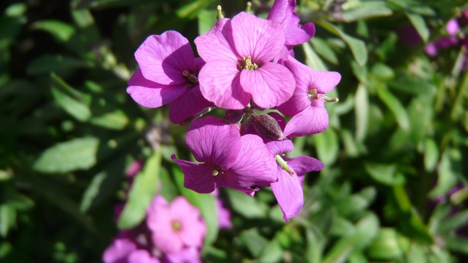 Крестоцветное растение с фиолетовыми цветками