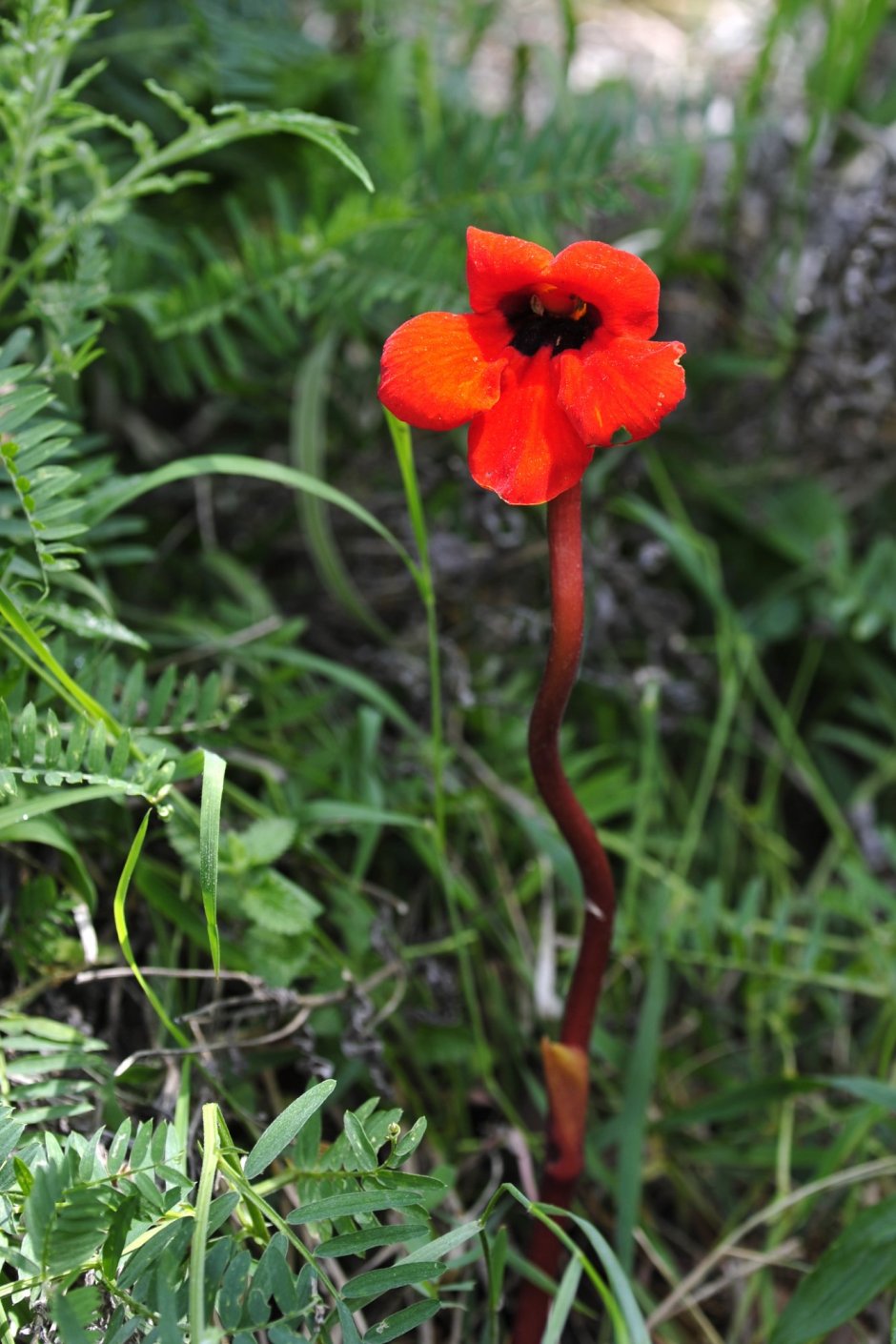 Дифелипея красная Аленький цветочек