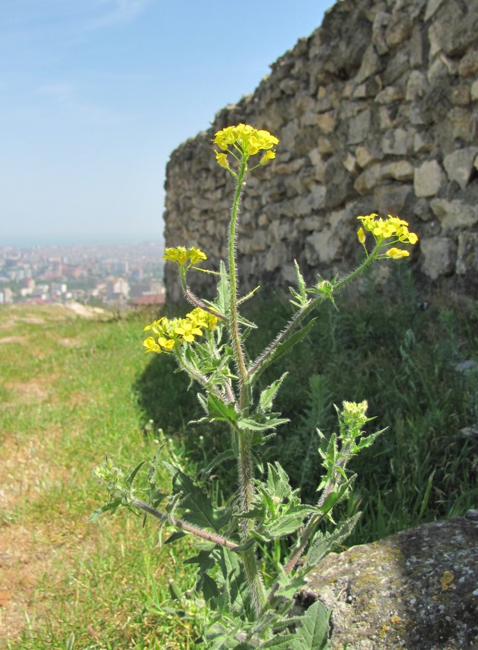 Растения Дагестана