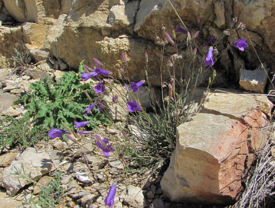 Скальные растения Дагестана
