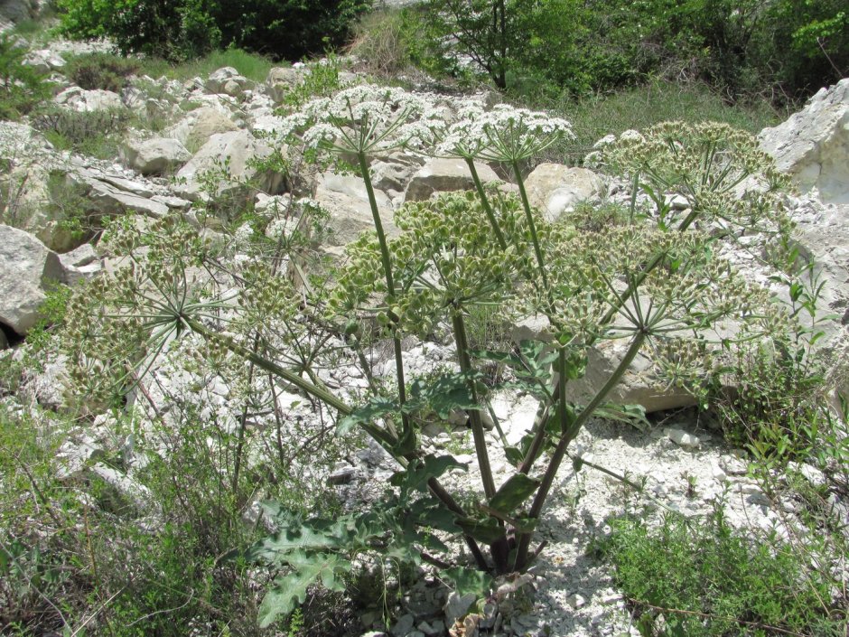 Дикие растения Дагестана