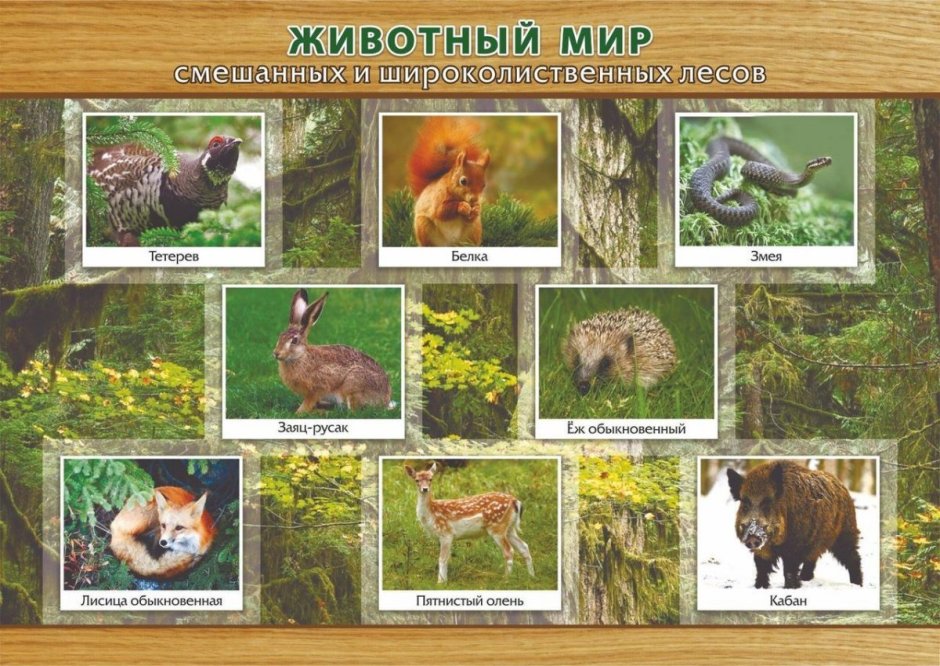 Животный мир смешанных и широколиственных лесов в России