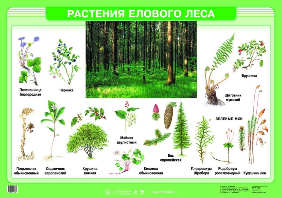 Растения елового и соснового леса