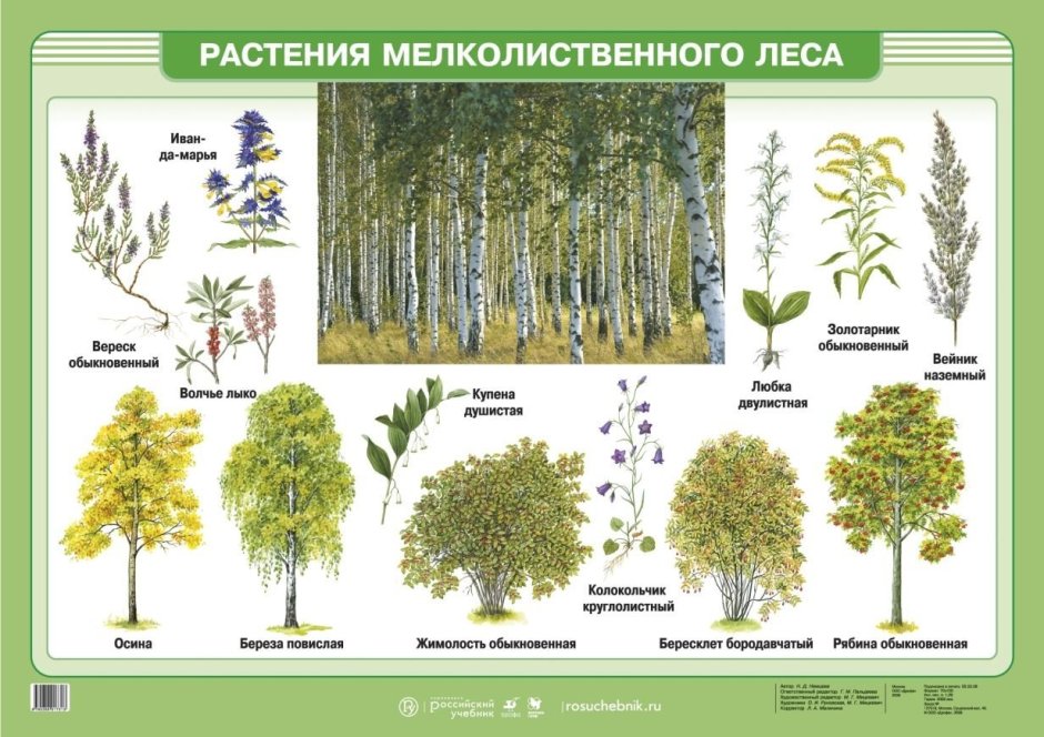Мелколиственные леса растительность